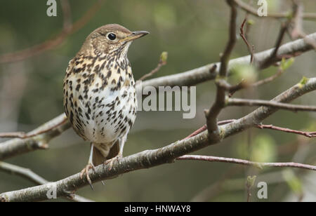 Une belle chanson (Turdus philomelos) perché sur une branche dans un arbre. Banque D'Images