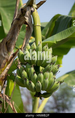 Close up of Green banana sur arbre, Pisang awak banana Banque D'Images