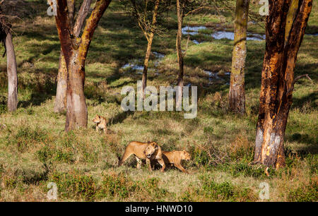 Famille groupe de lions, Parc national du lac Nakuru, Kenya Banque D'Images