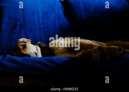 Chien reposant sur un canapé bleu Banque D'Images