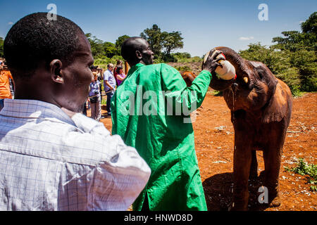 Un jeune éléphant d'Afrique, Loxodonta africana et être nourri avec la bouteille, l'orphelinat des éléphants de Sheldrick, Nairobi, Kenya Le parc de jeux Banque D'Images