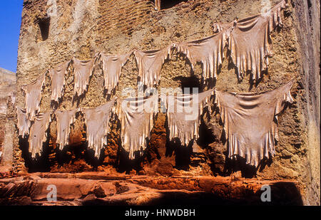 Hung skins pour les sécher au soleil, tannerie, Medina, Site du patrimoine mondial de l'UNESCO, Fès, Maroc, Afrique. Banque D'Images