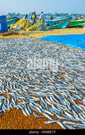 NEGOMBO, SRI LANKA - le 25 novembre 2016 : les pêcheurs et leurs bateaux au bord du lagon de Negombo derrière le séchage des anchois, le 25 novembre dans le Ne Banque D'Images