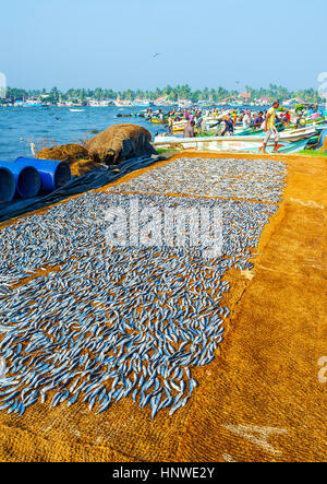 NEGOMBO, SRI LANKA - le 25 novembre, 2016 : Le soleil sécher les anchois à la plage de lagon avec l'arrière-plan, sur les pêcheurs bruyant le 25 novembre à Negombo Banque D'Images