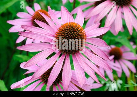 Echinacea Purpurea Magnus coneflower coneflowers Banque D'Images