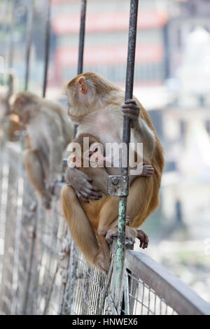 Les singes s'asseoir sur le Lakshman Jhula bringe à Rishikesh, Inde. Banque D'Images