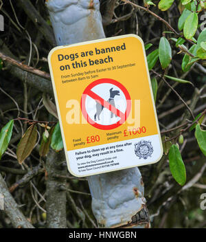 Une enseigne où les chiens sont interdits à partir de cette plage érigée par Saint Ives Town Council, St Ives, Cornwall, England, UK Banque D'Images