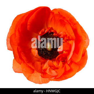 Tête de fleur. Coquelicot. Anémone rouge isolé sur fond blanc Banque D'Images