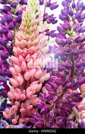 Bouquet de lupins, faible profondeur de la netteté Banque D'Images