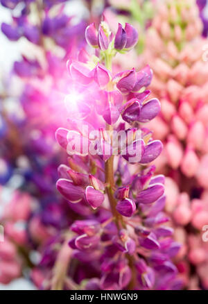 Bouquet de lupins, faible profondeur de la netteté Banque D'Images