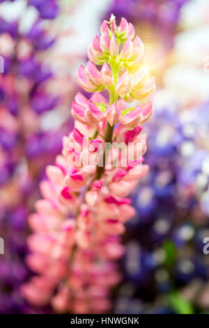 Bouquet de lupins, faible profondeur de la netteté Banque D'Images