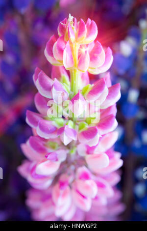 Bouquet de lupins, faible profondeur de la netteté Banque D'Images