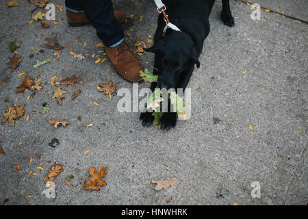 Jeune homme qui marche le chien, overhead view Banque D'Images