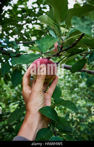 Woman's hand reaching pour aller chercher la pomme d'apple tree Banque D'Images