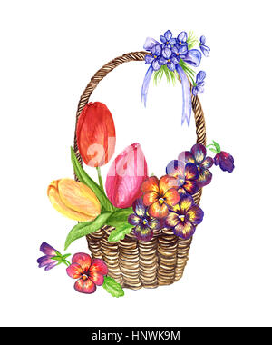 Une variété de fleurs de printemps : tulipes, pensées, violettes dans un panier en osier, la conception d'une carte, illustration aquarelle peint main isolé Banque D'Images