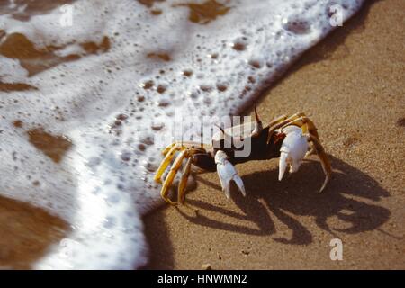 Un crabe sur le sable de l'océan Banque D'Images