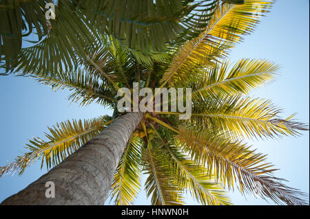 La lumière du soleil/Sunburst par Palm Tree Banque D'Images