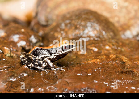 Hydrophylax bahuvistara Fungoid, grenouille, Kanger Valley National Park, Chhattisgarh. Une grande grenouille colorée. Banque D'Images