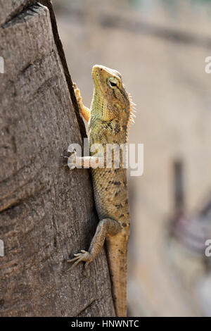 Jardin commun, lézard Calotes versicolor, Chitrakoot, Chhattisharg. Dragon lizard trouvés largement distribué en Asie Banque D'Images