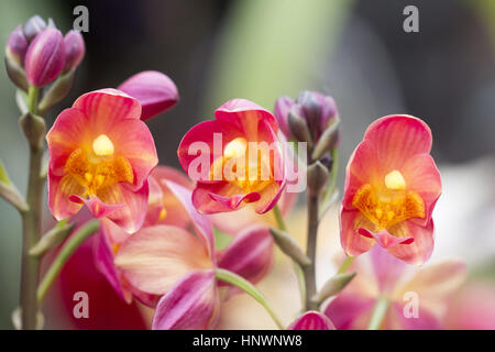 Orchid, Bangalore, Karnataka. Orchidées à la vente à un jardin botanique Banque D'Images