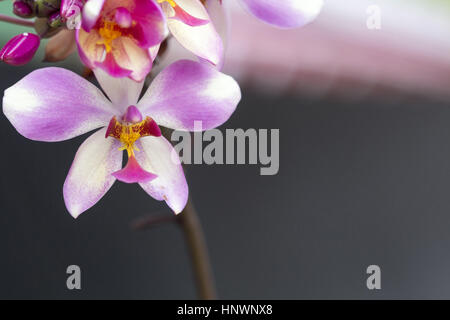Orchid, Bangalore, Karnataka. Orchidées à la vente à un jardin botanique Banque D'Images