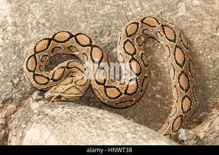 Le Viper de Russell, Daboia russelii, Bangalore, Karnataka. Genre monotypique de l'Ancien Monde vipères venimeuses. L'espèce a été nommée en l'honneur de Patrick Russel Banque D'Images