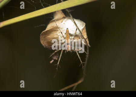 Araignée Lynx, Oxyopes sp., Bangalore, Karnataka. Famille Oxyopidae. La plupart des espèces utilisent peu de bandes, au lieu de passer leur vie en tant qu'araignée chasse Banque D'Images