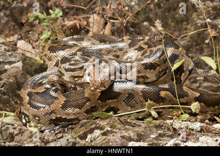 Indian rock python, Python molurus, Barnawapara WLS, Chhattisgarh. Banque D'Images