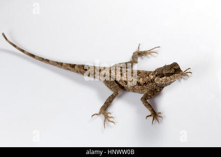 Rock agama, blanfordanus Udanti Psammophilus, Réserve de tigres, Chhattisgarh. Blanford's rock agama se trouve dans l'Inde péninsulaire Banque D'Images