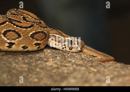 Le Viper de Russell, Daboia russelii, Bangalore, Karnataka. Genre monotypique de l'Ancien Monde vipères venimeuses. L'espèce a été nommée en l'honneur de Patrick Russel Banque D'Images