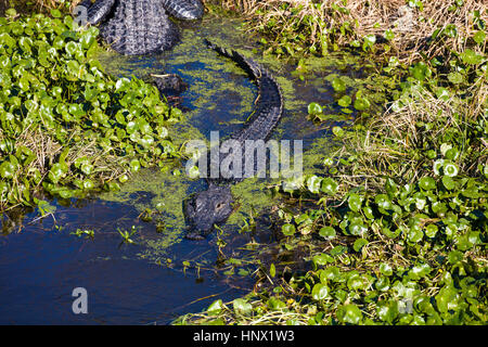 Alligatoprs le long du sentier de la chua Paynes Prairie Preserve State Preserve à Gainesville, Floride Banque D'Images