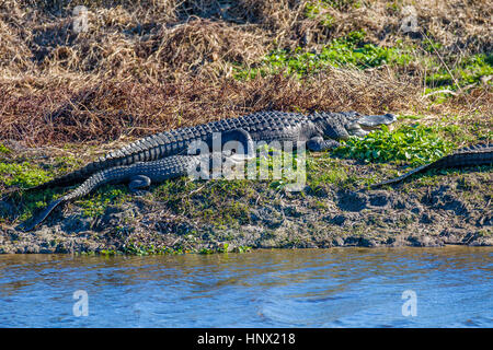 Alligatoprs le long du sentier de la chua Paynes Prairie Preserve State Preserve à Gainesville, Floride Banque D'Images