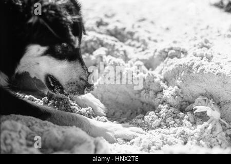 Une confrontation entre un berger allemand dog et un crabe de sable Banque D'Images