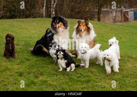 Plusieurs races mixtes de chiens à l'extérieur d'un parc à Dundee en Écosse, Royaume-Uni Banque D'Images