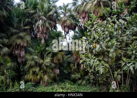 Jardin botanique de Calcutta Inde Banque D'Images