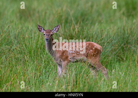 Red Deer (Cervus elaphus) faon dans les prairies en été Banque D'Images