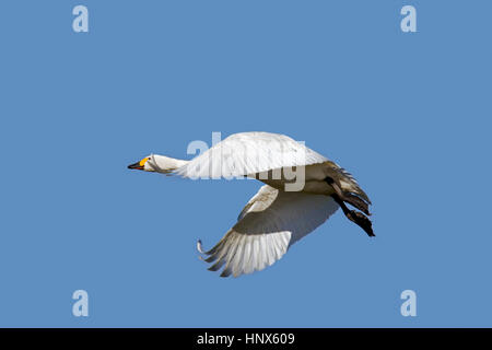 Le Cygne siffleur (Cygnus columbianus) / le cygne de Bewick (Cygnus bewickii) en vol sur fond de ciel bleu Banque D'Images