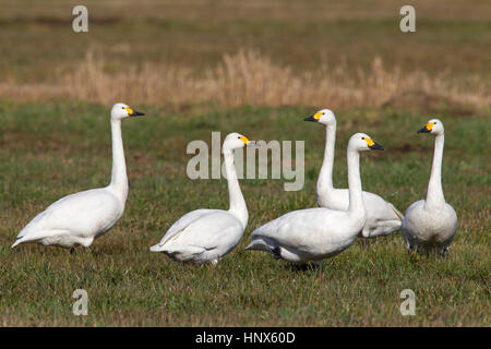 Le Cygne siffleur (Cygnus columbianus) / cygnes de Bewick (Cygnus bewickii) troupeau de nourriture dans la prairie au printemps Banque D'Images