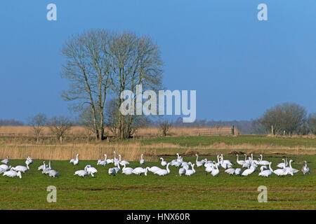 Le Cygne siffleur (Cygnus columbianus) / cygnes de Bewick (Cygnus bewickii) troupeau de nourriture dans la prairie au printemps Banque D'Images