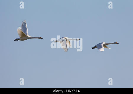 Trois le cygne siffleur (Cygnus columbianus) / le cygne de Bewick (Cygnus bewickii) en vol sur fond de ciel bleu Banque D'Images