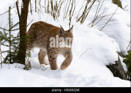 Lynx (Lynx linx), Parc National de la forêt bavaroise, Bavière, Allemagne Banque D'Images