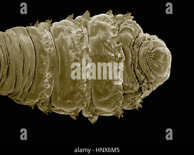 Micrographie électronique à balayage d'un bot fly (Diptera : Dermatobia sp.) Banque D'Images