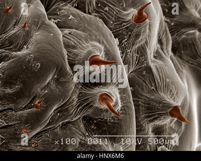 Micrographie électronique à balayage d'un bot fly (Diptera : Dermatobia sp.) Banque D'Images