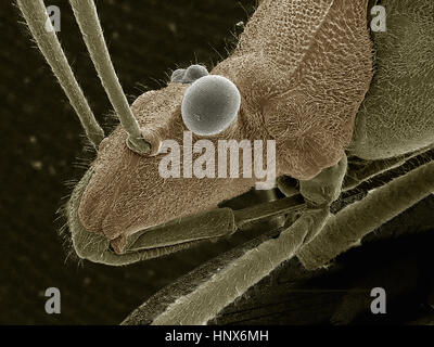 Micrographie électronique à balayage d'un vrai bug (Hemiptera) Banque D'Images