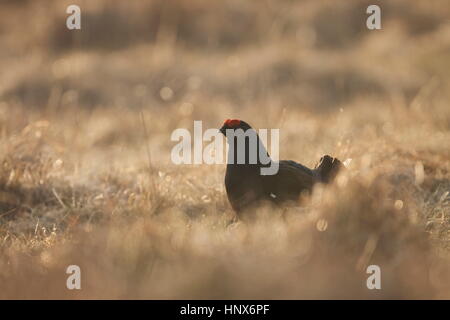 Tétras mâle (Lyrurus tetrix) dans la lande de l'herbe Banque D'Images