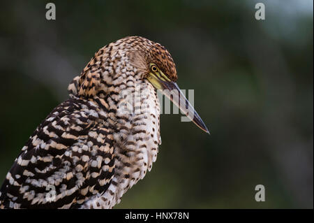 Vue latérale d'un jeune portrait rufescent tiger heron (Tigrisoma lineatum), Pantanal, Mato Grosso, Brésil Banque D'Images