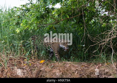 Jaguar (Panthera onca) rôdant dans des milieux humides, Pantanal, Mato Grosso, Brésil Banque D'Images