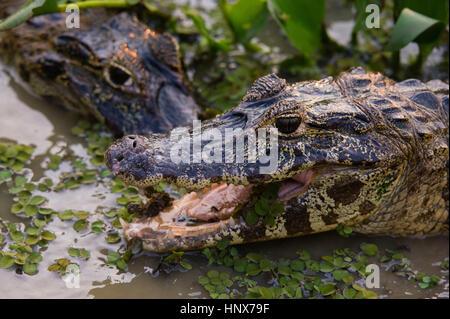 Head shot of deux yacare (crocodylus yacare) dans les eaux des zones humides, Pantanal, Mato Grosso, Brésil Banque D'Images