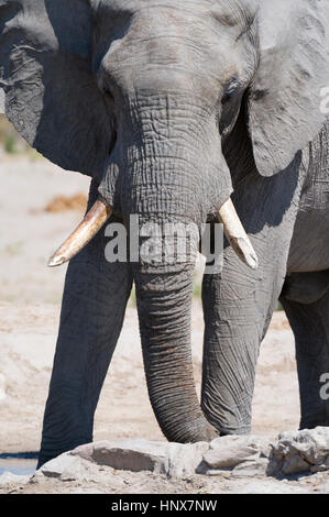L'éléphant africain (Loxodonta africana), Savuti marsh, Chobe National Park, Botswana Banque D'Images
