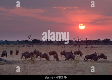 Coucher de soleil paysage avec troupeau de gnous pâturage ( Connochaetes taurinus) , Savuti marsh, Chobe National Park, Botswana Banque D'Images